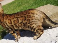 Vom Hof Paul Bengalzucht, Unser Luxus Show Bengal