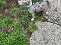 American Bully XL Merle Farb Struktur