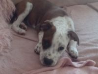 Staffordshire Bullterrier/Olde English Bulldogge,