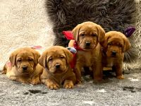 Wurfankündigung - Schöne Labradorwelpen in foxred Labrador Welpen Welpe