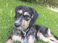 Rudi geb. 01.10.2021 ca 50 cm hatte Anfang März eine