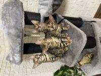 Am 4.05 hat unsere reinrassige bengal Katze Mia 4