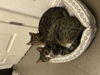 Mobbie und Finn, Aus persönlichen Gründen müssen wir