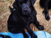 Hallo, ich bin Dino Ich bin ein fast 14 Wochen alter