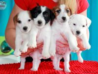 Ich verkaufe Welpen mit FCI-Ahnentafel, nach