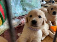 Unsere Dunkel Braune Golden Retriever Hündin Luna hat