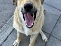 Zoe, Liebe Interessenten, liebe Hundefreunde, wir, zwei