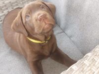 Unsere Emma Hat uns am 5.6.22 Einen wunderschönen wurf