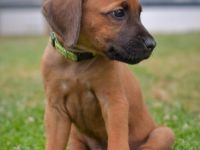 Unsere tolle Ridgeback Hündin Ayla hat am 28.05.2022 10