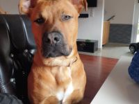 Cico, Wir müssen uns leider von unserem Rüden trennen