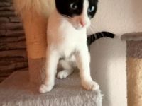 Suche dringend liebevolles zu Hause für meine 2 Kitten