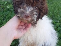 Lagotto Romagnolo - Regelmäßig von inneren Parasiten