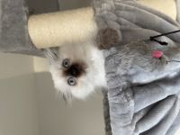 Hallo liebe katzenliebhaber Unsere kleinen Kitten sind