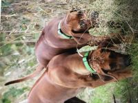 Unsere reinrassige Rhodesian-Ridgeback Hündin Badiri