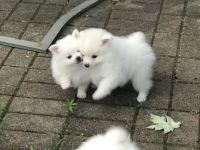 Unsere Hündin hat 3 wunderschöne Welpen am 09.05.2022