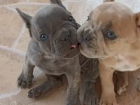 Unsere Kleinen möchten gern umziehen. Sie suchen ein