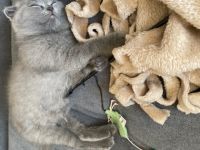 Hallo, Unsere wunderschöne Katzenmama hat am 02.06