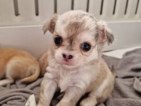 Hallo, Unsere Chihuahua Dame Harley hat am 29.06.22 3