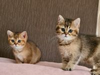 Hallo, wir sind 2 Mädchen geboren am 15 Mai, stubenrein