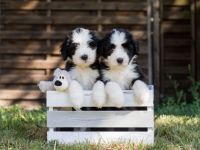 wir führen seit 1998 eine gepflegte kleine Bearded