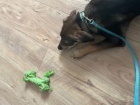 Ich bin Coco, 16 Wochen alt. Ich suche eine neue