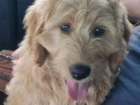 Wir suchen ein neues liebevolles Zuhause für die kleine