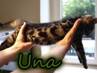 Meine drei, nicht komplett reinrassigen Bengal Kitten