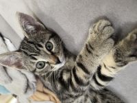 Ich habe noch ein 9 Wochen altes süßes Katzenmädchen