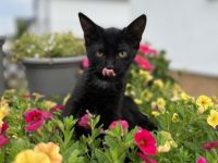 Sehr süße Kätzchen zu verkaufen, würde am 16.04.2022