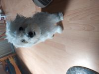 Poncho, Mit internationalem "Pet Passport"