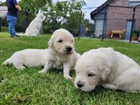 Unsere Hündin Luna hat wunderschöne Welpen bekommen.