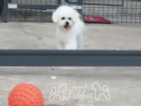 - Regelmäßig von inneren Parasiten gereinigt - geimpft