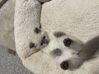 Unsere BKH Katze hat am 15.04.22 fünf gesunden Kitten