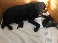 Unsere 3 Musketiere sind geboren. Es sind 2 Rüden und 1