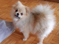 Jenny, Eine süße kleine Zwergspitz Hündin Farbe Creme