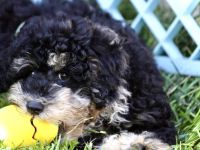 Traumhafte Zwergpudelwelpen in wunderschönen, seltenen