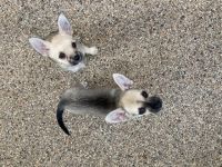 Dürfen wir uns vorstellen: Luna & Lupo. Das Licht der