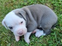 4 suchen noch ein Zuhause ! Unsere Maus brachte am 25