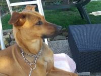 Maja Xolo-Standard Windhund, Xoloitzcuintle