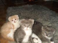 Kitten suchen liebevolles, verantwortungsbewusstes