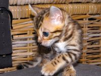 Wir haben süße und verspielte Kitten für Liebhaber. Am