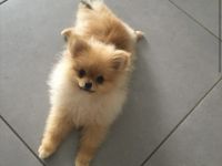Zwergspitz (Pomeranian) Welpe Der kleine sucht ein