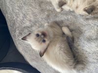 Wir sind eine kleine Vereinszucht im schönen Siegerland