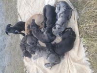 Hallo Unsere Mia hat am 15.05.2022 8 kleine knuffige