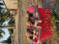 Verkaufe Mops Jack Russel Welpen Mix sie sind jetzt 8