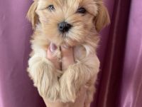 Noch ein süßes, reinrassiges und gesundes Weibchen der