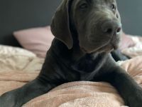 Hallo unsere Hündin Finja  hat am 01.06.2022 bei uns zu