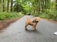 Süßer Apricot Zwergpudel sucht ein neues Zuhause Sie