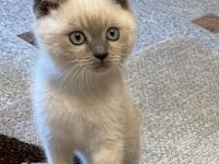 Unsere BKH Katze hat am 15.04.22 fünf gesunden Kitten