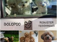 DER BOLOPOO: Diese besondere , bunte Hypridverpaarung